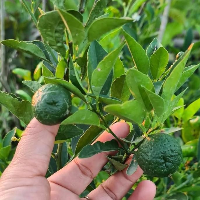 

Bibit Jeruk Limau Kondisi Berbuah