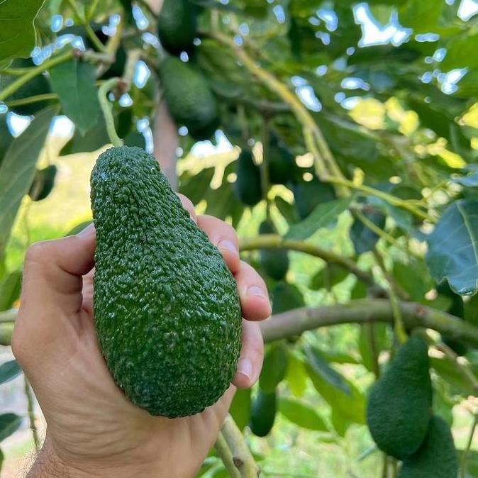 

Buah Alpukat Import Hass Australia 1 Kg | Kualitas Premium | Bergaransi 100%