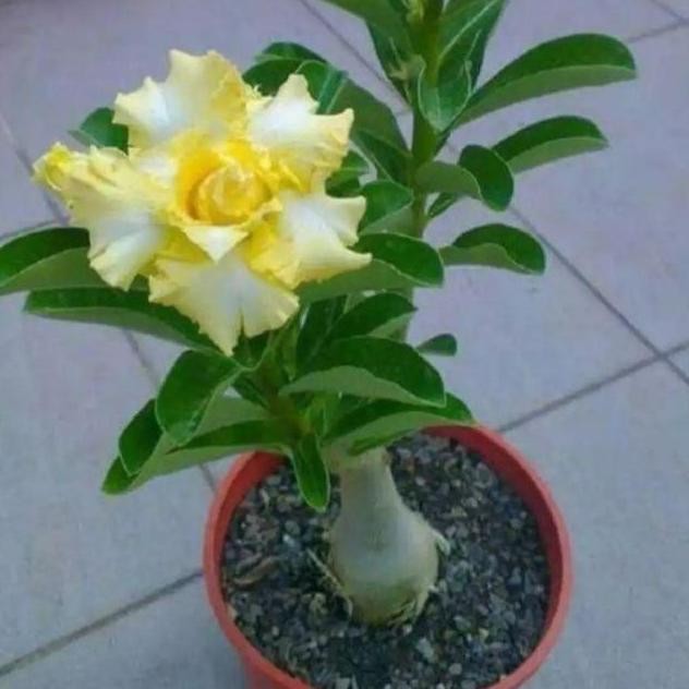 

bibit pohon bunga adenium
