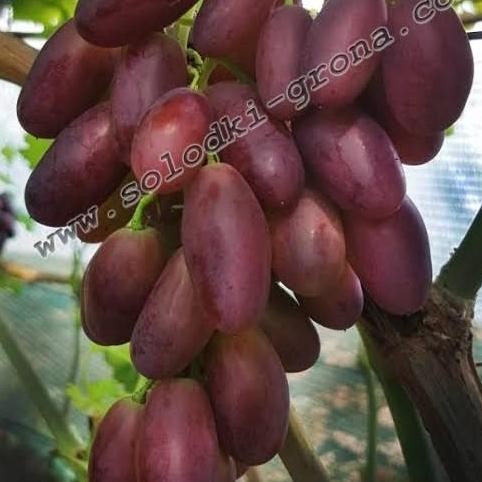 

bibit anggur import krasava grafting asli valid