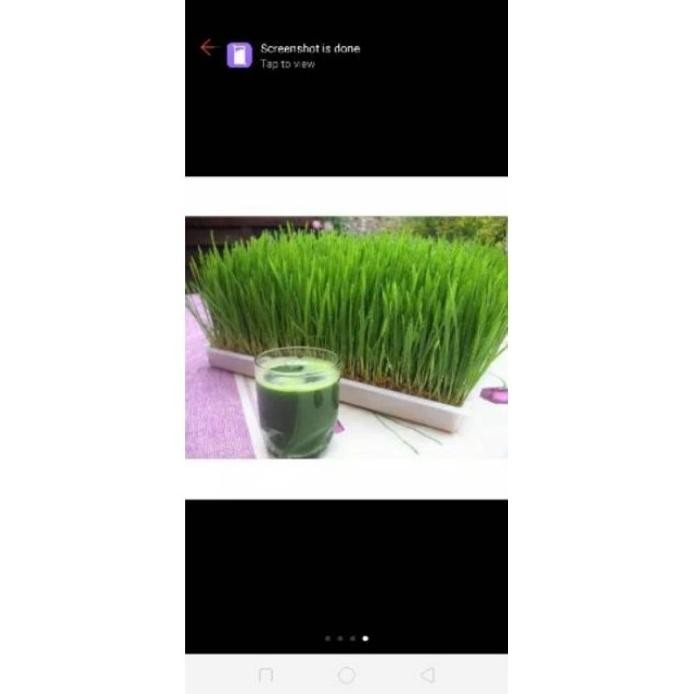 

Terlaris Benih-Bibit Rumput Gandum/Wheatgrass Merah Organik (Hair Lorybo 1909Ng