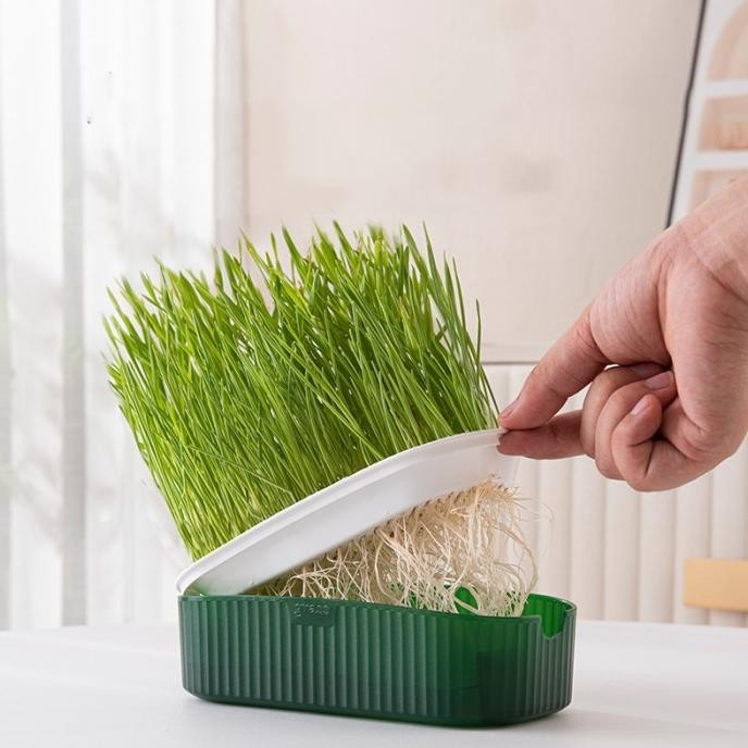 

Terlaris Rumput Kucing Paket Tumbuh Benih Gandum Premium Cat Wheat Grass New