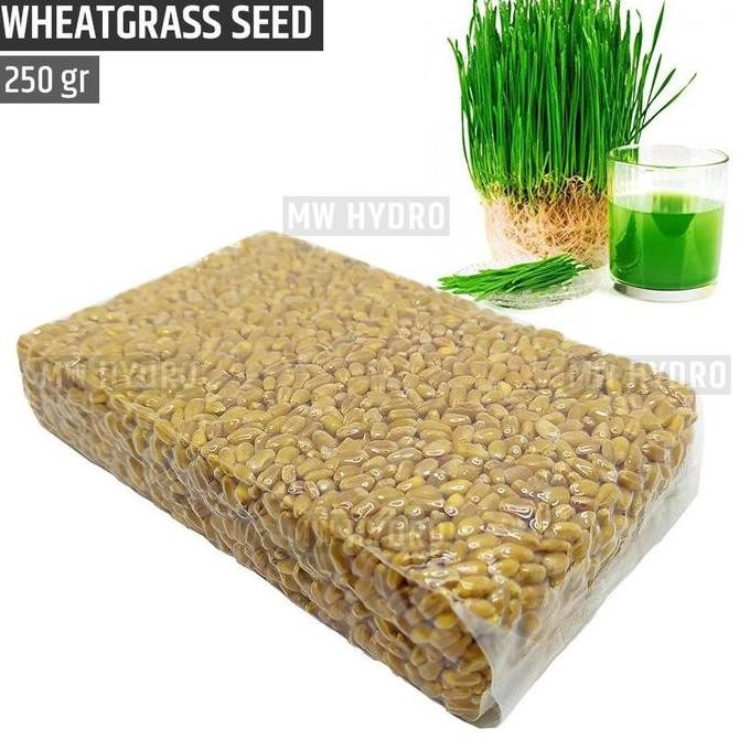 

Terlaris Benih Wheat Grass / Wheatgrass Seed / Biji Rumput Gandum - 250 Gram