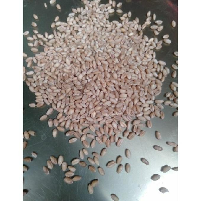 

Terlaris 10 Kg Benih Gandum Putih - Benih Wheat Grass - Benih Cat Grass