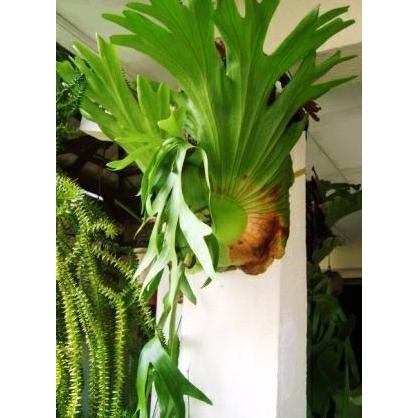 Tanduk Rusa (include gantungan) - Bibit Tanaman Hias Obat Herbal