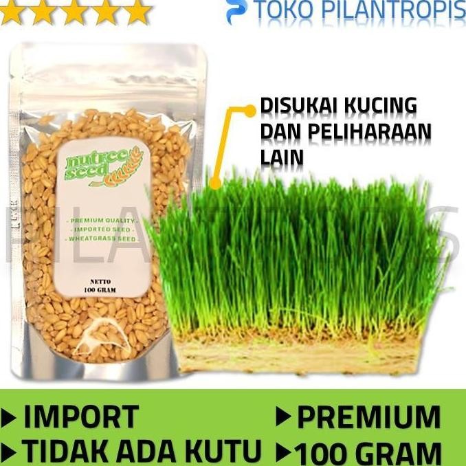 

Terlaris Benih Wheatgrass 100Gr Bibit Rumput Gandum Biji Cat Grass Microgreen