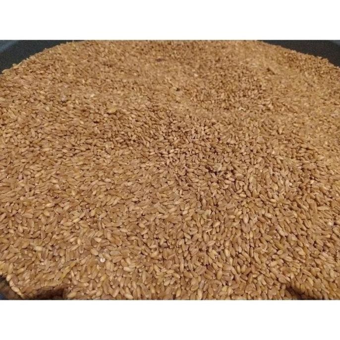 

Terlaris Biji Gandum Benih Rumput Gandum Utuh Kemasan 10 Kg Berkualitas