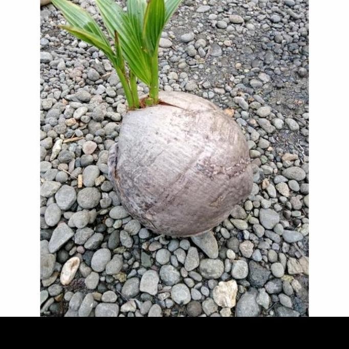 Bibit Bahan bai kelapa kembar 2 kelapa cabang 2 tunas kelapa hij PREMIUM