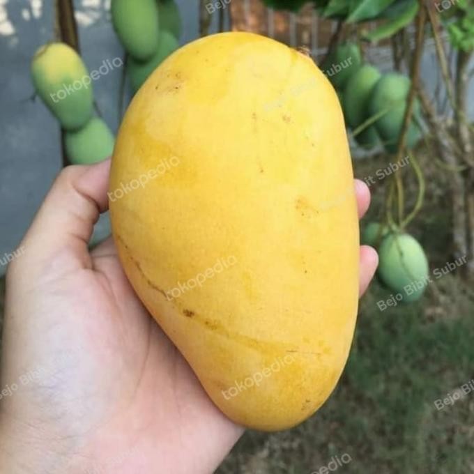 Bibit Tanaman Mangga Cokanan 1 Meter-Pohon Buah Mangga Chokanan 1 M PREMIUM