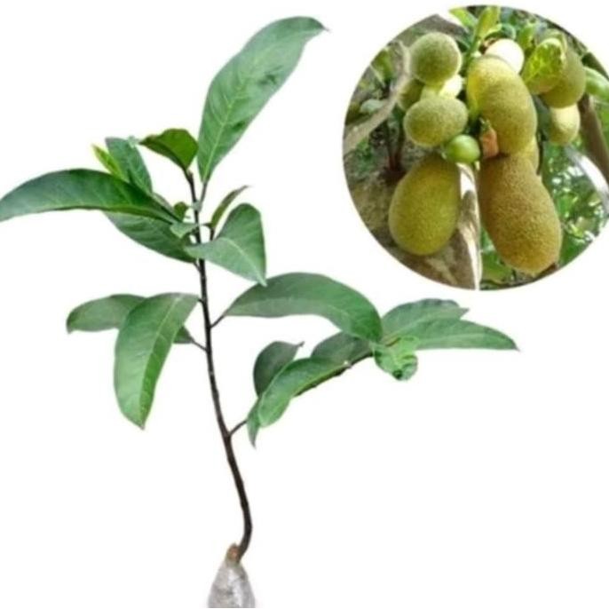 Bibit tanaman buah cempedak king cempedak Malaysia GENJAH