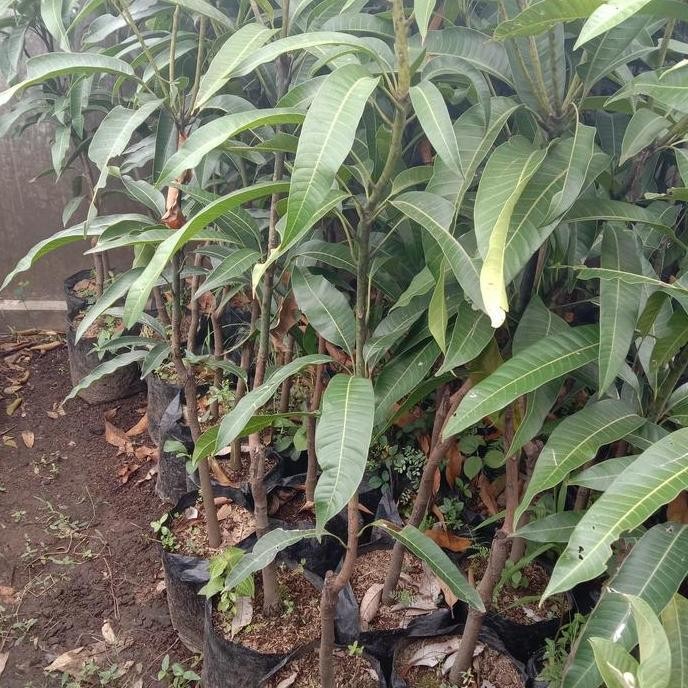 Bibit Tanaman Mangga Irwin Tinggi 1 Meter Lebih PREMIUM