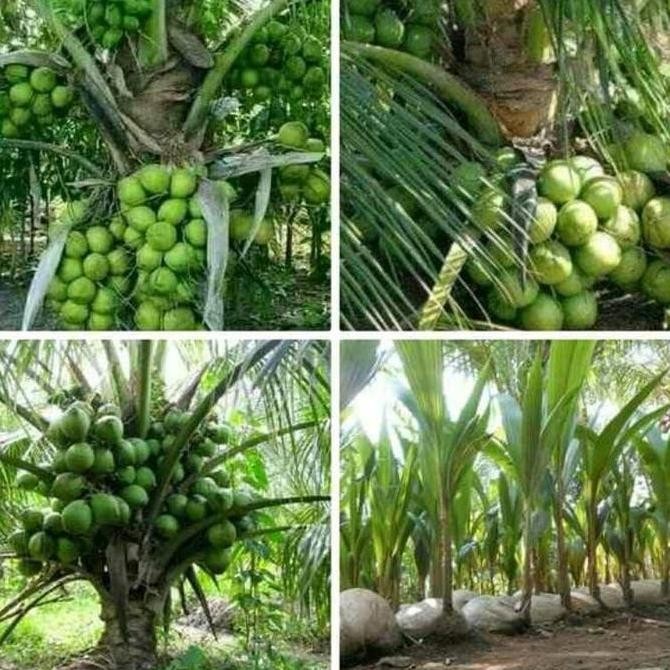 bibit kelapa wulung hibrida genjah PREMIUM