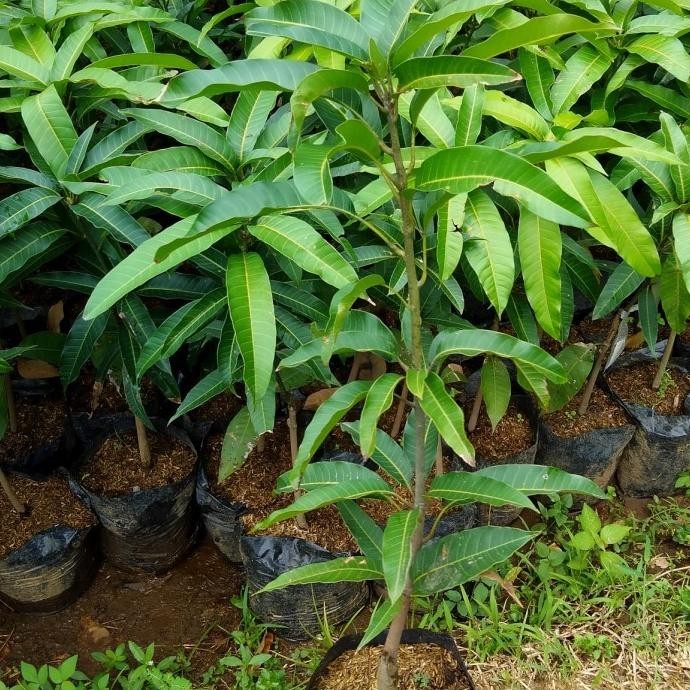 OBRAALL Bibit tanaman buah mangga Yuwen seri 6 tinggi 1 meter PREMIUM