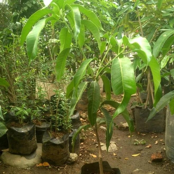 Terjangk Bibit Pohon Mangga Simanalagi/Tanaman Pohon Mangga /Mangga PREMIUM