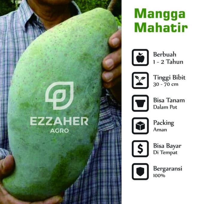 Bibit Tanaman Buah Mangga Mahatir | Mangga Jumbo | Mangga Besar | PREMIUM