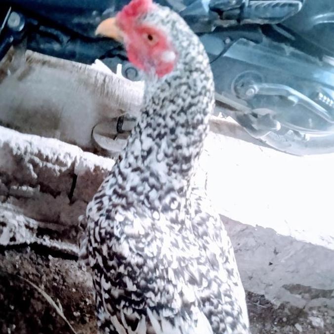 Biang Big Bangkok Pakoy/Clasic/usia 7bulan