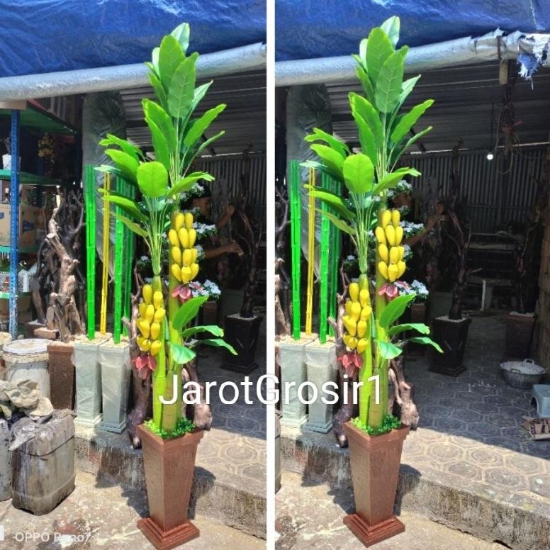 Pohon Hias Pisang Tinggi 2 Meter Murah