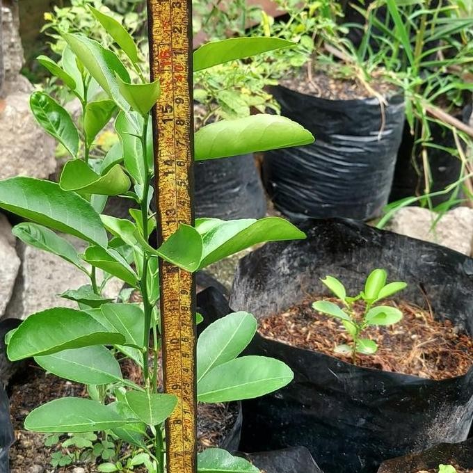 

Terlaris Bibit Jeruk Nipis Asli