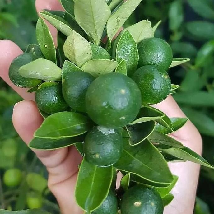 

Terlaris Terlaris!! Bibit Tanaman Pohon Buah Jeruk Nipis / Limo Limau Keep