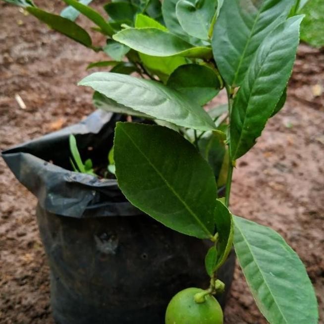 

Terlaris Harga Di Banting Terlaris Bibit Pohon Jeruk Nipis - Tanaman Jeruk