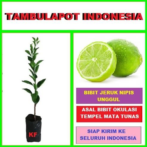 Terlaris Tanaman Jeruk Nipis - Bibit Jeruk Nipis Bibit Jeruk Nipis Buah Jeruk