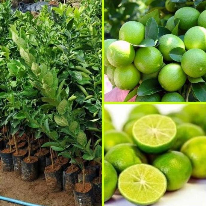 

Terlaris Bibit Jeruk Nipis Tanaman Buah Jeruk Nipis Hasil Okulasi Cepat Berbuah