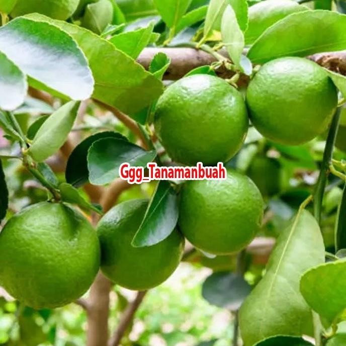 

Terlaris Murah Bibit Jeruk Nipis Sudah Berbuah Tanaman Jeruk Nipis Super Cangkok