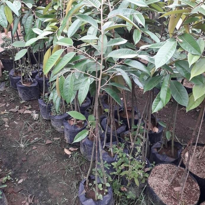 

Terlaris Bibit Durian Bawor Kaki 3 Spesial Packing Kayu Jaminan Aman