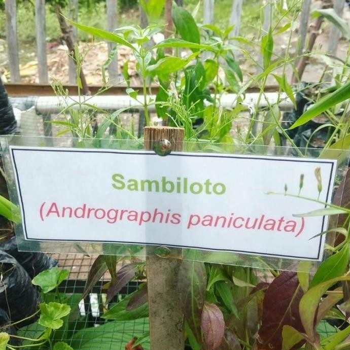 

Terlaris Tanaman Herbal Daun Sambiloto/Bibit Tanaman Obat Daun Sambiloto Eeee