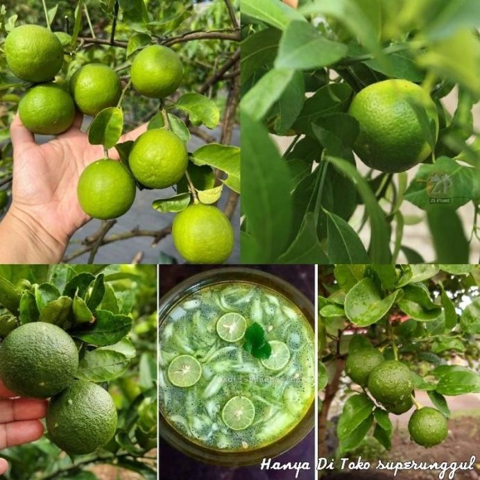 

Terlaris Bibit Jeruk Nipis Jumbo Buah Besar Premium