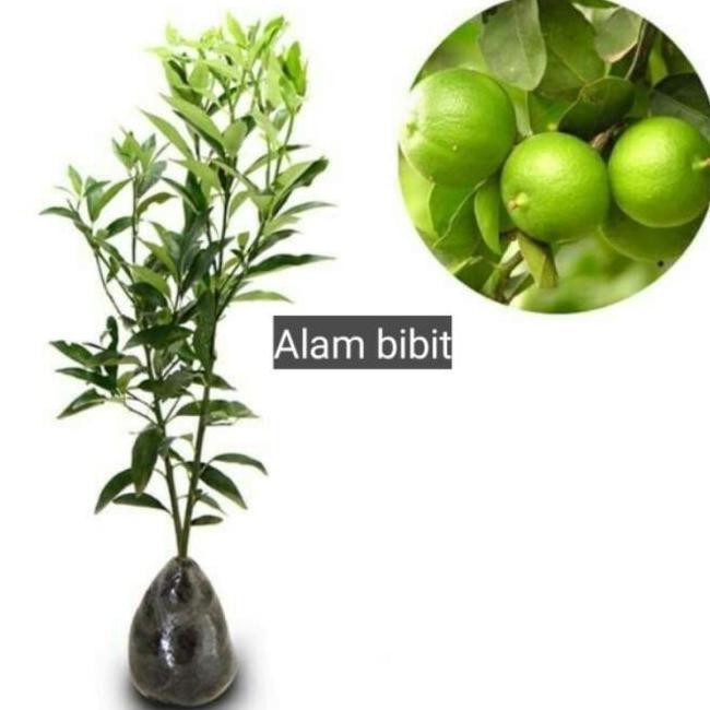 

Terlaris Baru Datang Bibit Tanaman Buah Jeruk Nipis Okulasi Cepat Berbuah Super