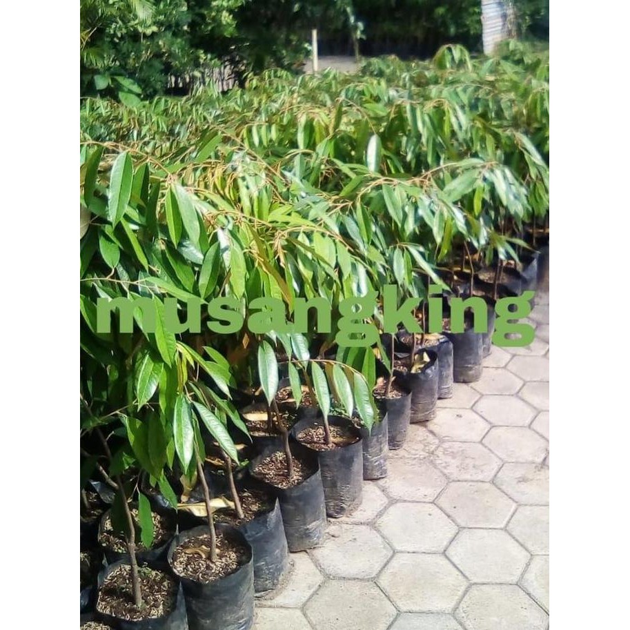

Terlaris Bibit Durian Musangking Okulasi Unggul 1 Meter - Bibit Durian - Durian