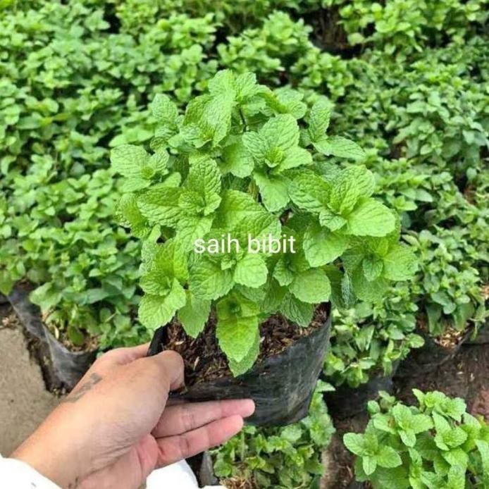 

Terlaris Promo Murah Bibit Daun Mint Siap Tanam(Beli 5 Gratis 1) Ready