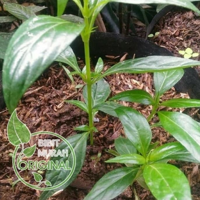 

Terlaris Garansi Bibit Sambiloto Murah Banyak Manfaat