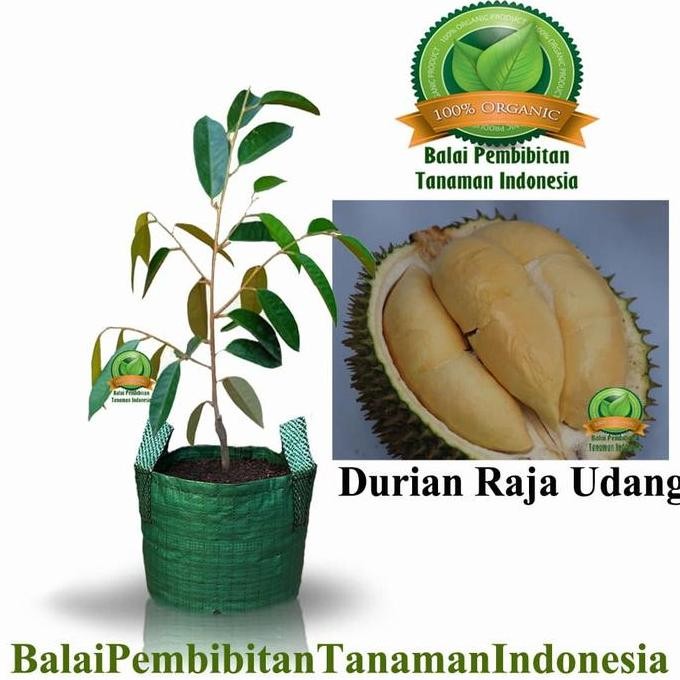 

Terlaris Bibit Durian Raja Udang / Bibit Buah / Tanaman