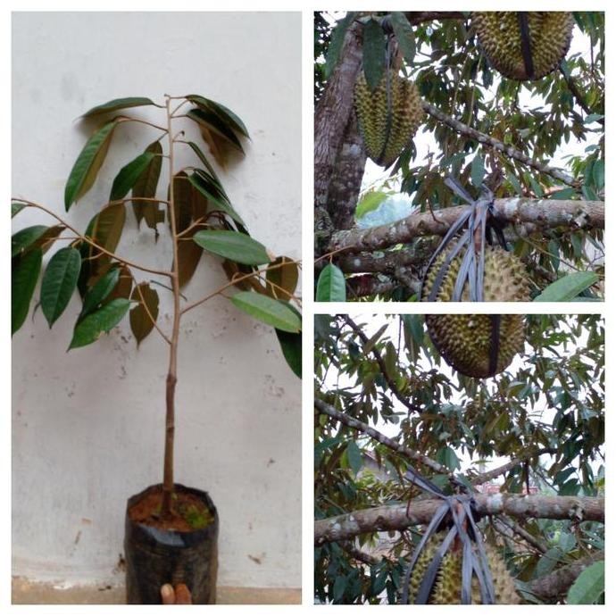 

Terlaris Bibit Durian Bawor Banyumas