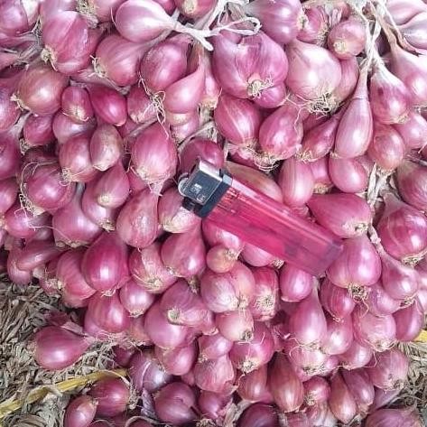 

Terlaris 25 Umbi Bibit Bawang Merah