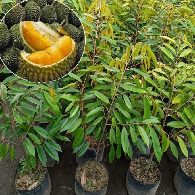 

Terlaris Bibit Durian Musangking Tinggi 1 Meter Up