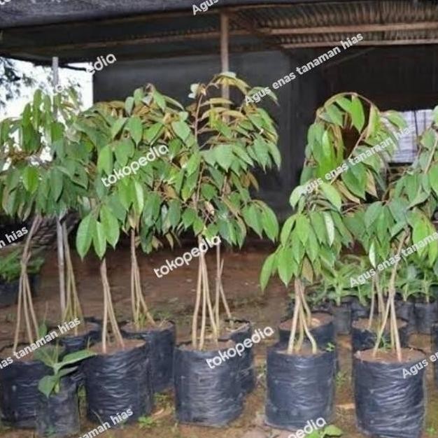 

Terlaris Bibit Durian Musangking Kaki Tiga 3 - Pohon Buah Duren Musangking