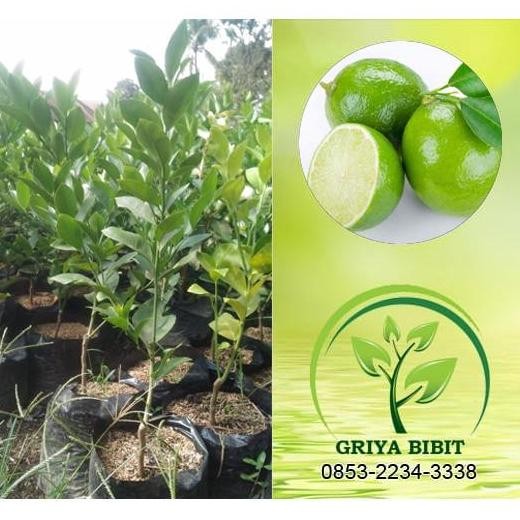

Terlaris Bibit Tanaman Buah Jeruk Nipis 60 Cm - Eceran
