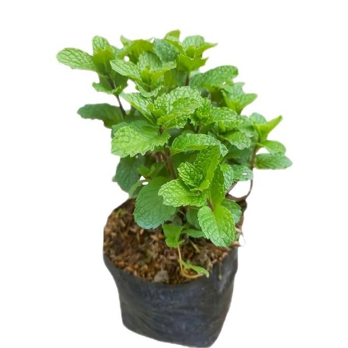 

Terlaris Bibit Benih Tanaman Daun Mint Per Satu Paket Siap Tanam - Brand Name