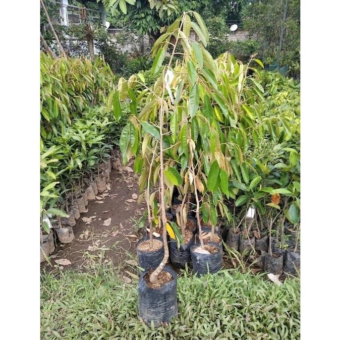 

Terlaris Bibit Durian Pelangi Super