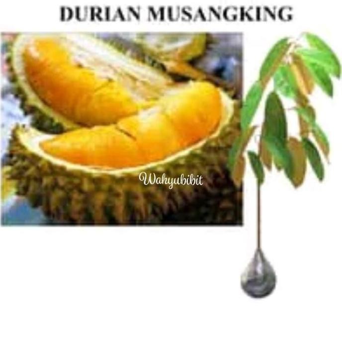 

Terlaris Bibit Tanaman Buah Durian Musangking Benih Pohon Tabulampot Taman