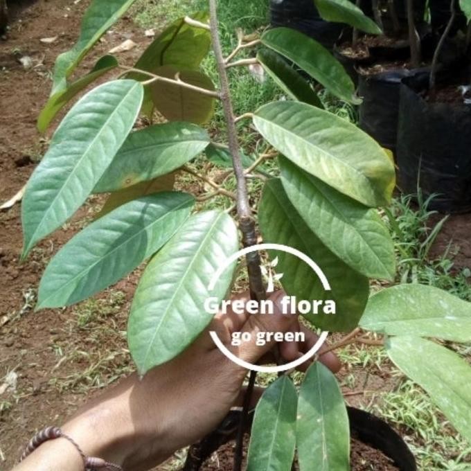 Terlaris Bibit Pohon Durian Merah Banyuwangi Kaki 3 Okulasi-Pohon Duren Merah