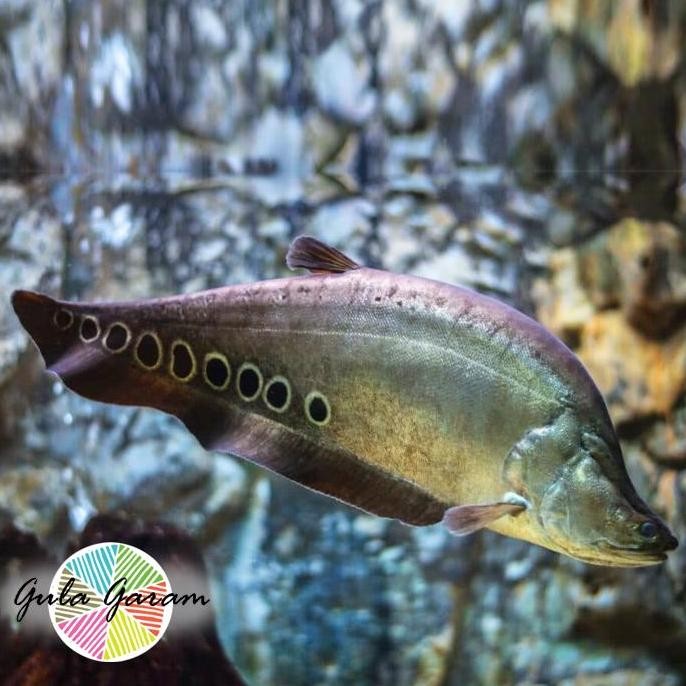 Terlaris Belida Bangkok 10 - 12 Cm Ikan Hias Predator Hiasan Aquarium Aquascape