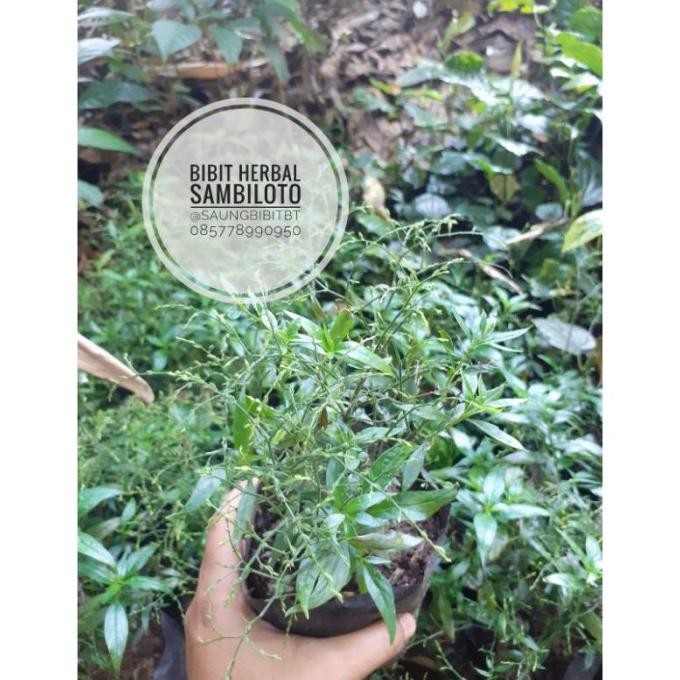 

Terlaris Bibit Pohon Daun Sambiloto - Tanaman Herbal Sambilata - Ampadu Tanah -