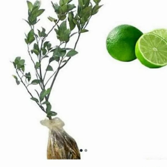 

Terlaris Bibit Jeruk Nipis Non Biji 60-70Cm