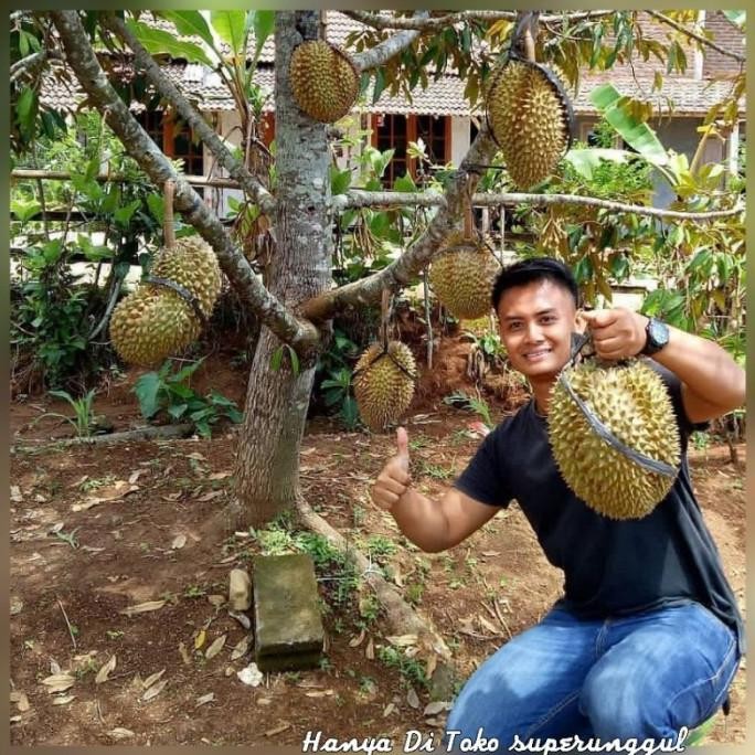 

Terlaris Promo Bibit Durian Bawor Super Unggul