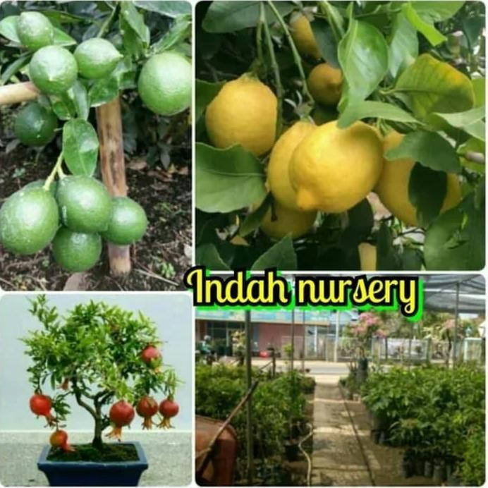 

Terlaris Paket 3 Jenis Bibit Buah Jeruk Nipis Delima Merah Lemon California