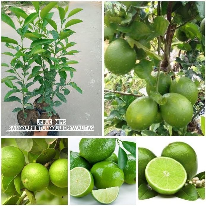 

Terlaris Bibit Tanaman Buah Jeruk Nipis/Jeruk Peras.